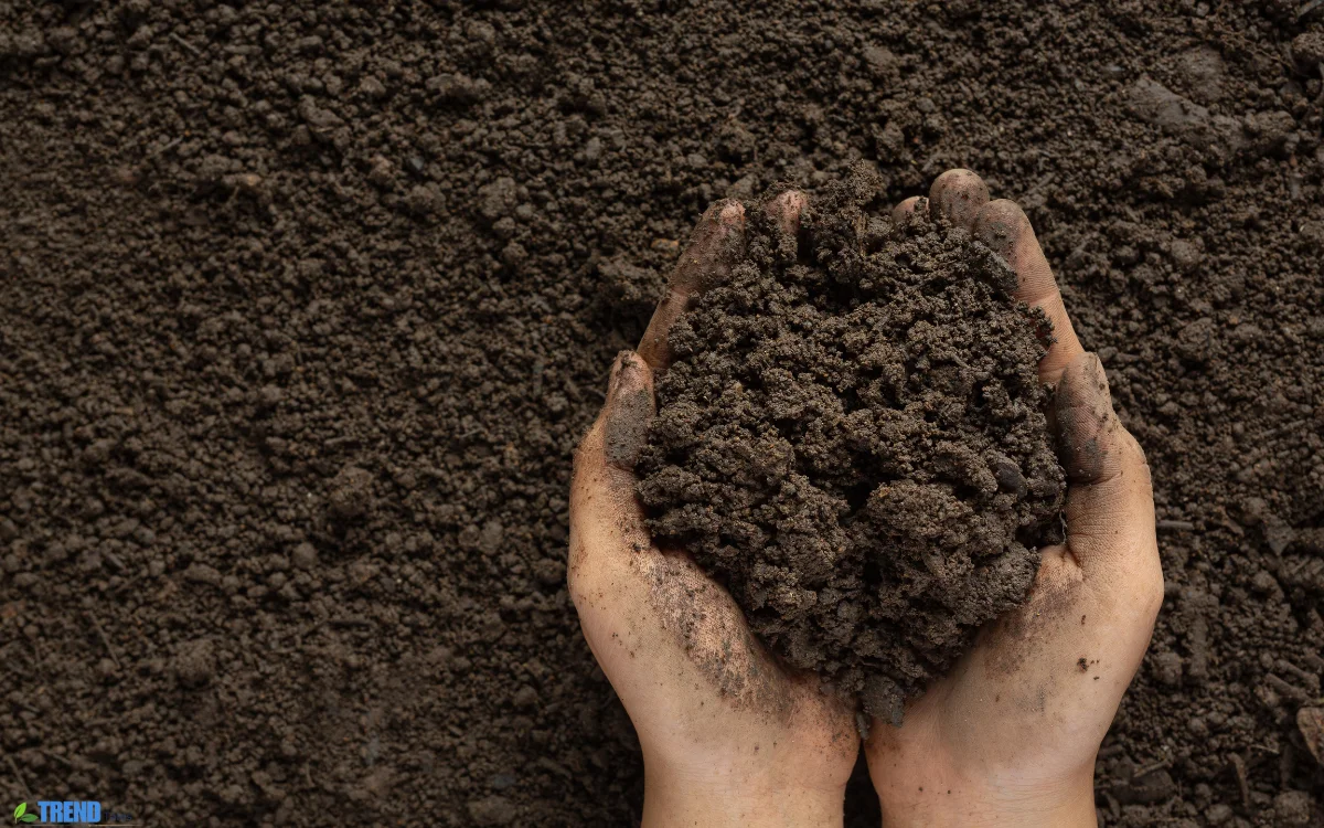 Garden Soil