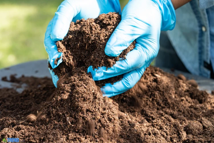 Untitled-design-31 Garden Soil:Tips for Gardens | Improve Soil Fast