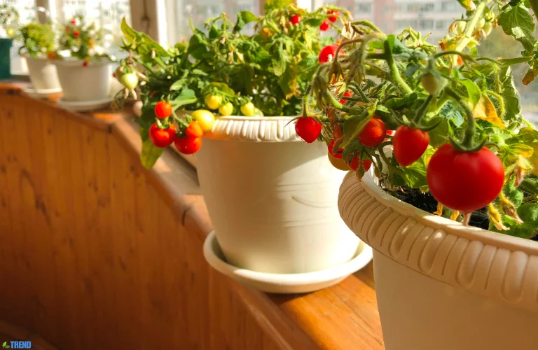 Untitled-design-11 Balcony Garden:Ideas for Small Spaces & Fresh Living