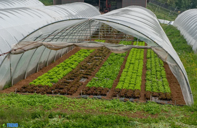 Untitled-design-37 Greenhouse Kits:for Year Round Gardening Success