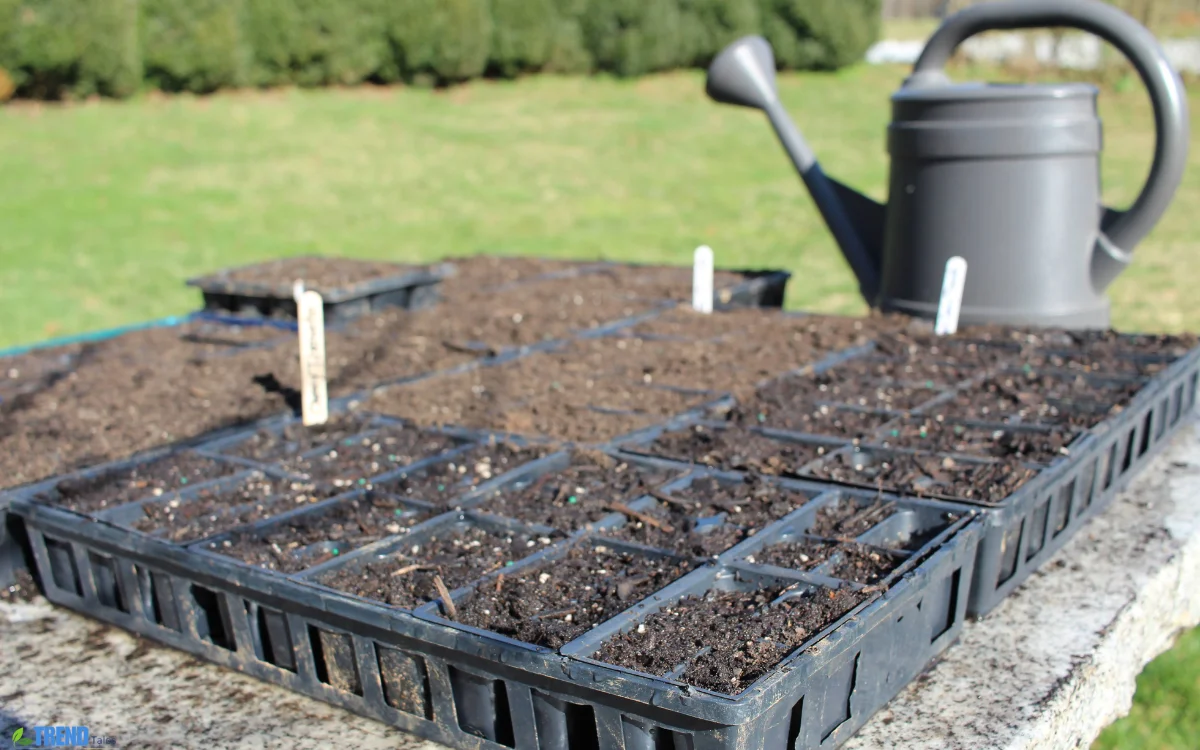seed trays