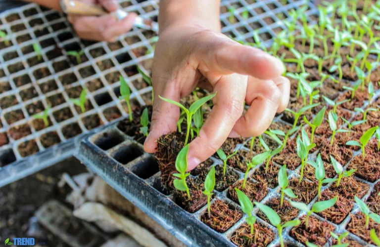 Untitled-design-43 Seed Trays:Grow Strong, Healthy Seedlings