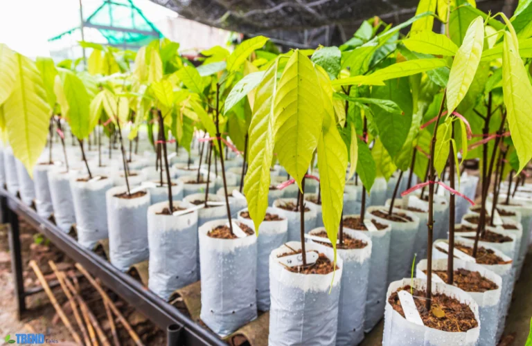 Untitled-design-46 Grow Bags for Gardening: Boost Yields Anywhere