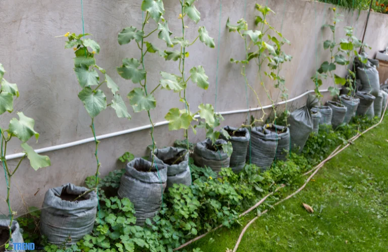 Untitled-design-47 Grow Bags for Gardening: Boost Yields Anywhere