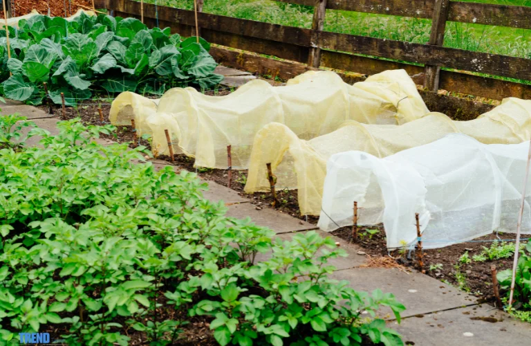 Untitled-design-49 Garden Cloches: Boost Plant Protection & Growth
