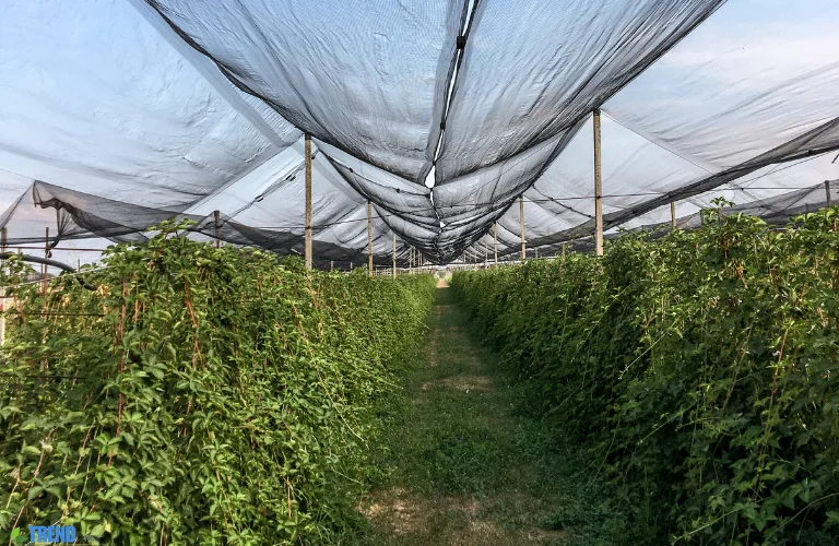 Untitled-design-58 Garden Netting:Protect Plants with Ease