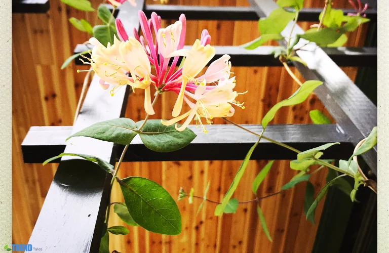 Untitled-design-62 Trellis Panels : for Gardens Stylish & Practical Picks