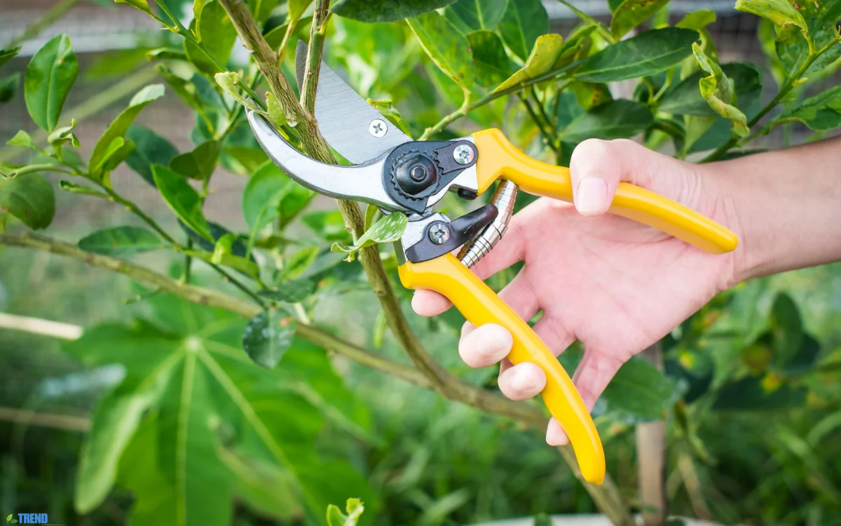 Pruning Shears