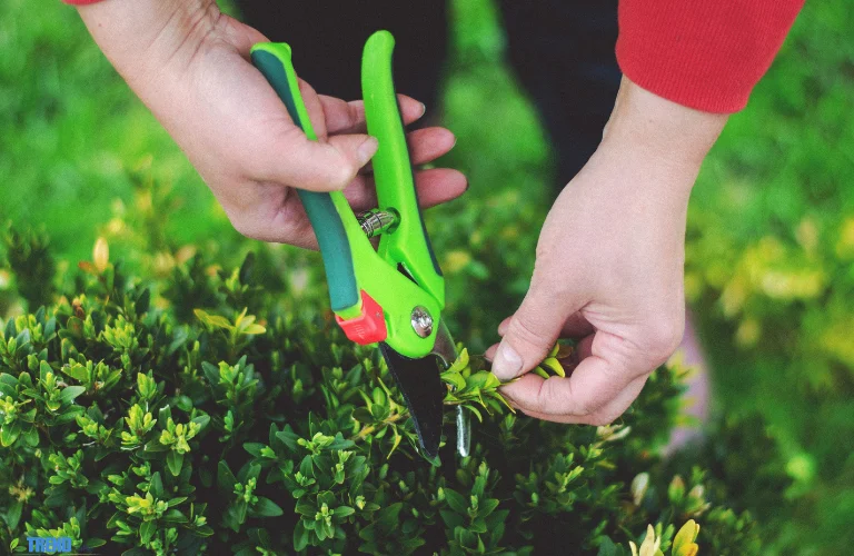 Untitled-design-71 Pruning Shears : Essential Tool for Every Gardener