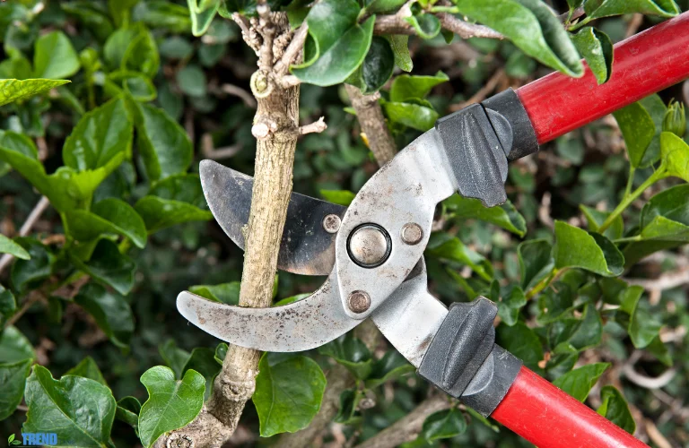 Untitled-design-72 Pruning Shears : Essential Tool for Every Gardener