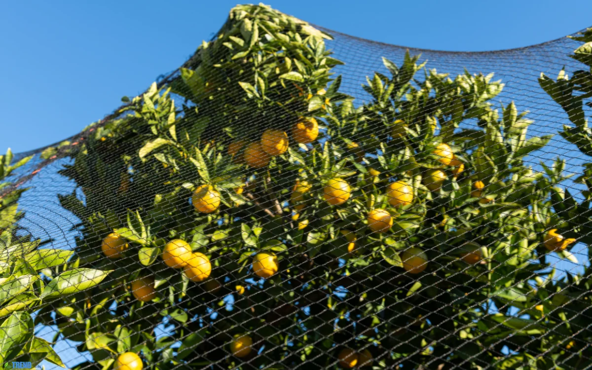 Bird Netting