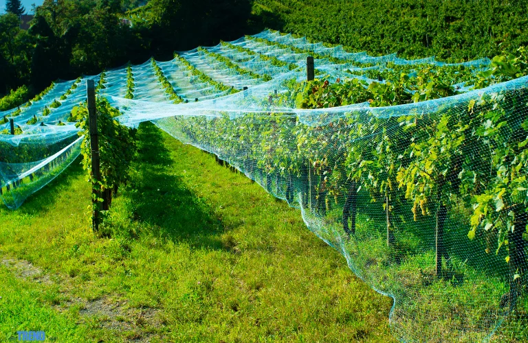 Untitled-design-74 Bird Netting: Best Garden Protection Guide 2025