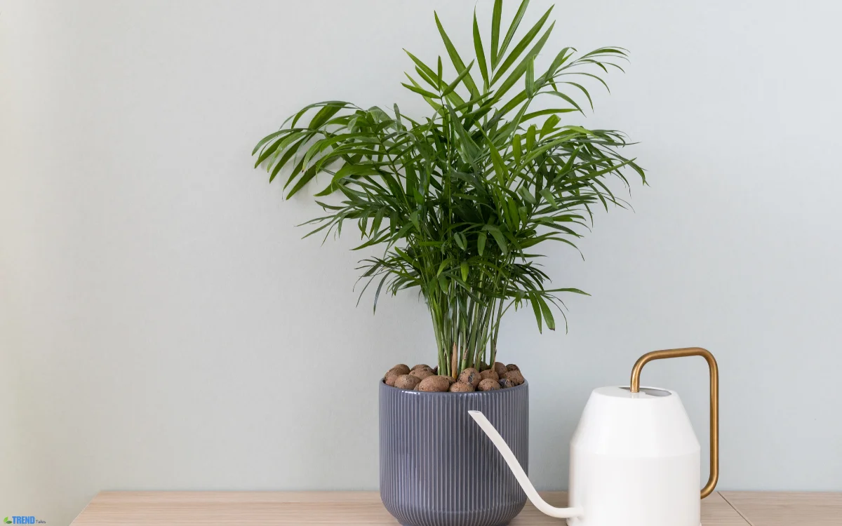 Parlour Palm