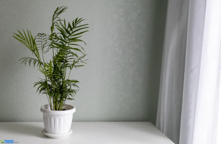 Untitled-design-13 Parlour Palm: Indoor Plant Care, Benefits & Tips