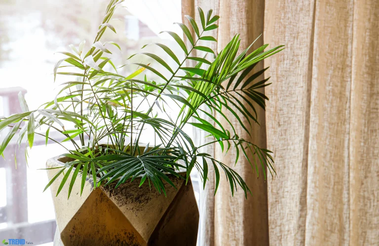 Untitled-design-14 Parlour Palm: Indoor Plant Care, Benefits & Tips