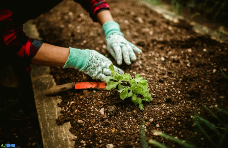 Untitled-design-17-1 Gardeners Gloves: Best Protection & Comfort Tips
