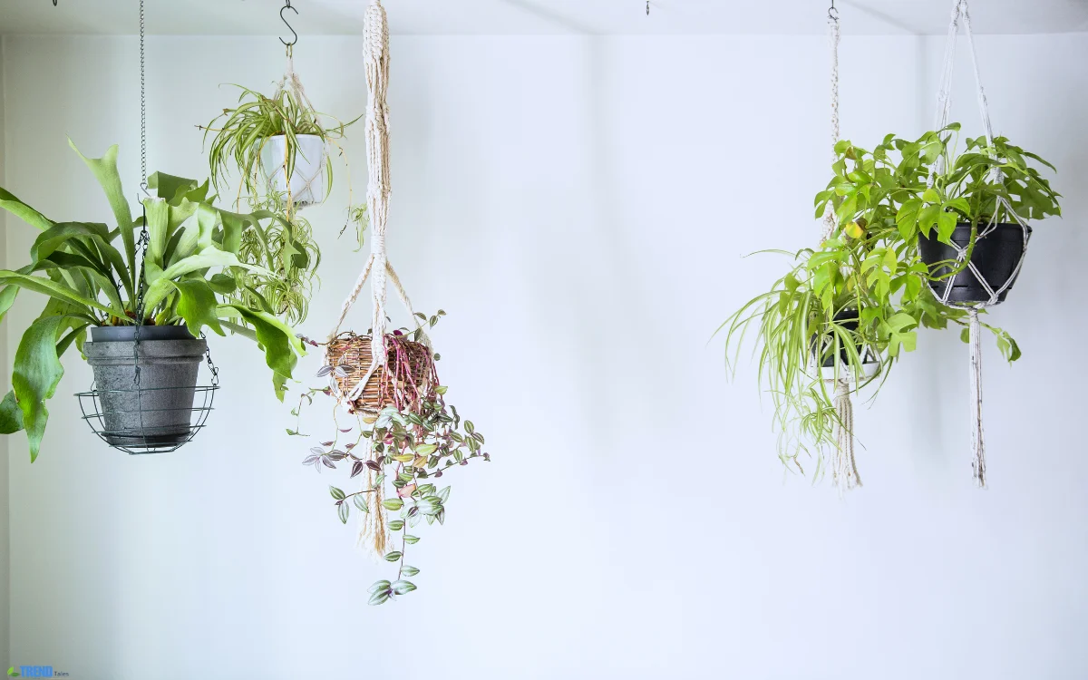 Trailing Plants Indoor